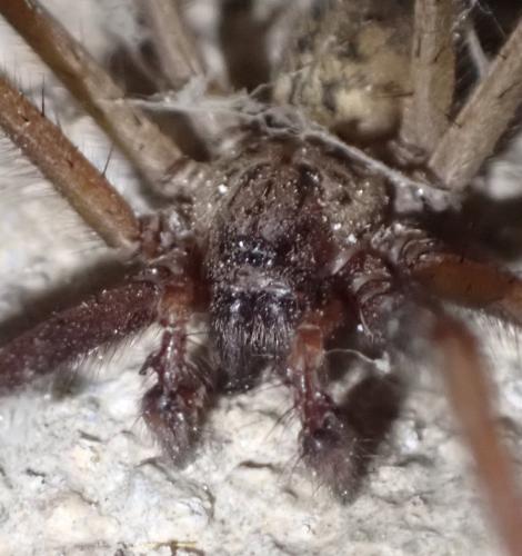 Eratigena saeva